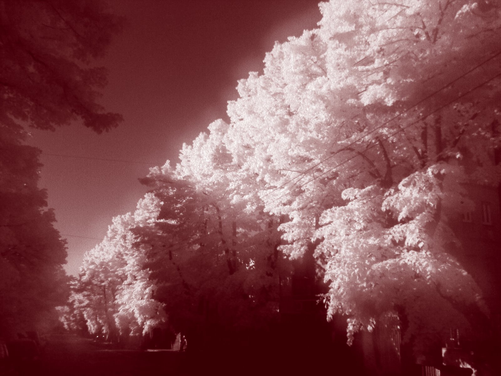 © Ascanio Trojani 2010